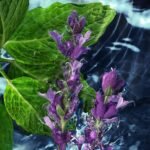 Davidoff Cool Water All Over Body Spray 150ml - Image 2